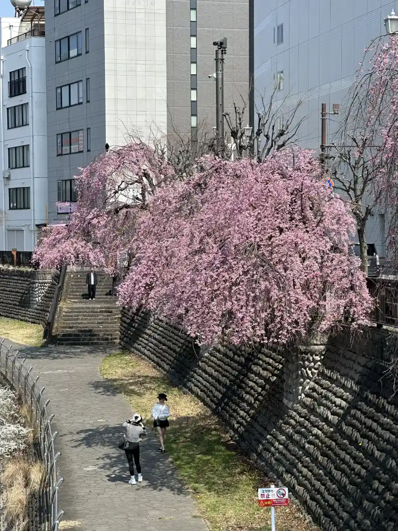川沿いのしだれ桜