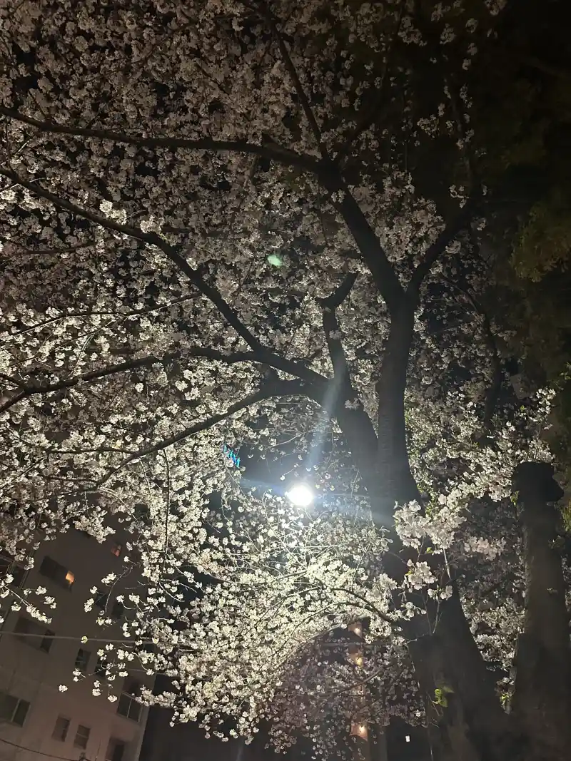 夜桜