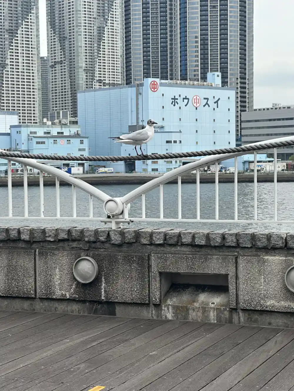 柵の上のカモメ