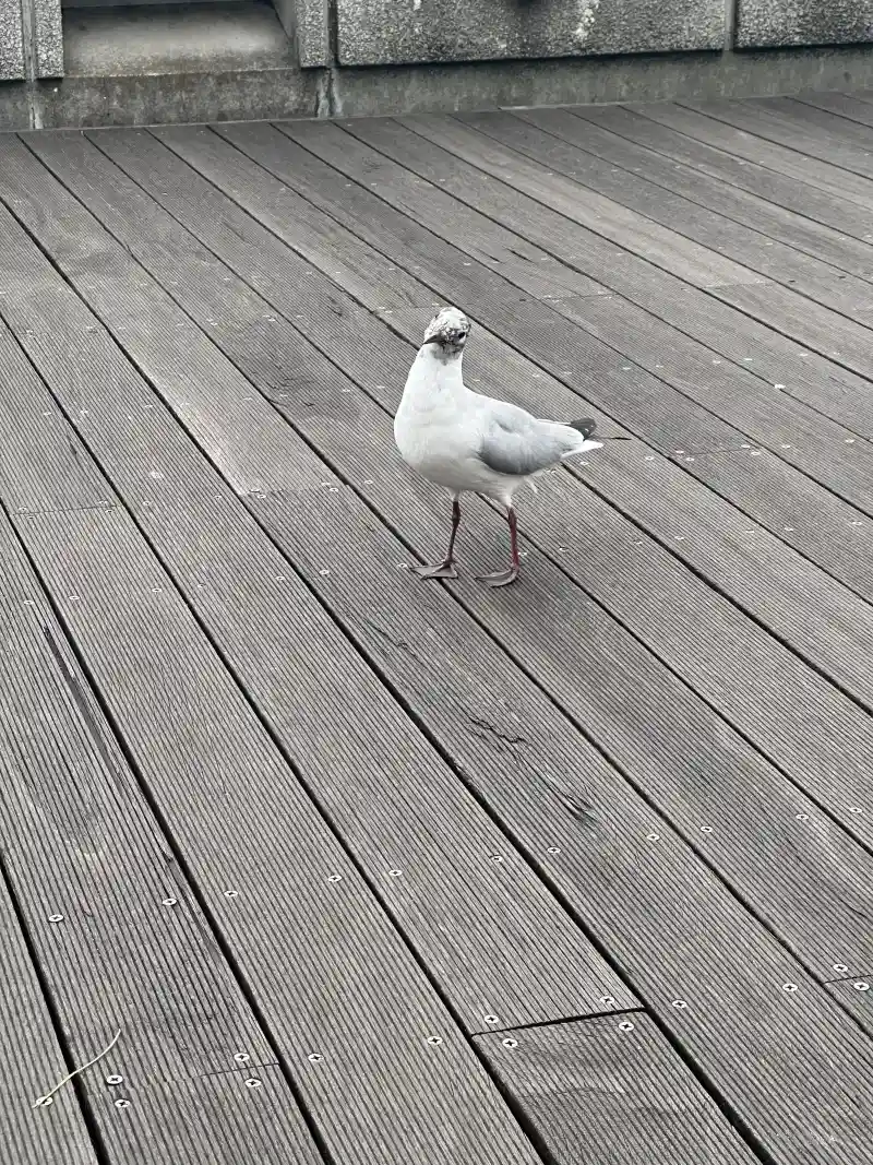 デッキを歩くカモメ