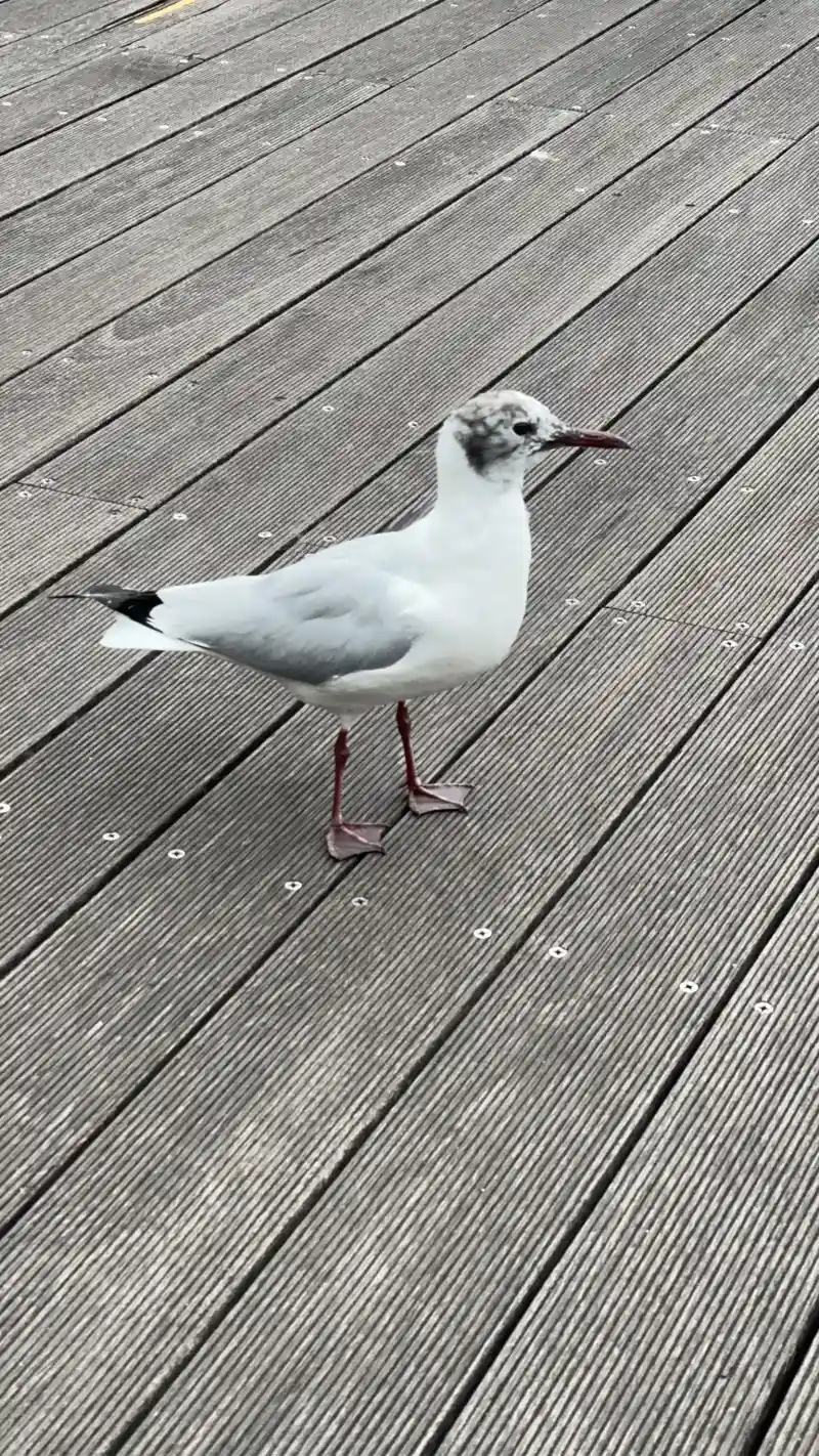 カモメの横顔アップ