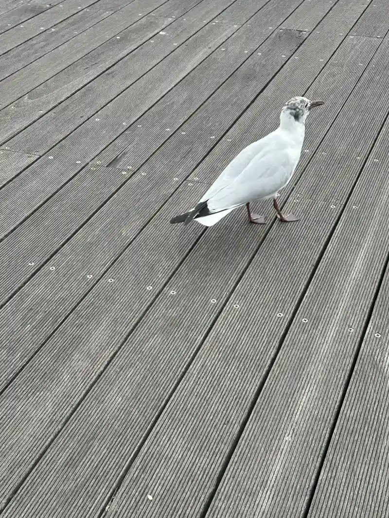 歩き去るカモメ