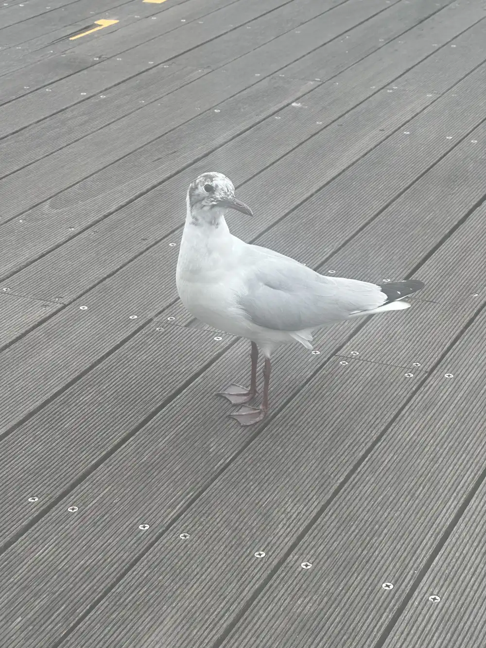 こちらを見つめるカモメ