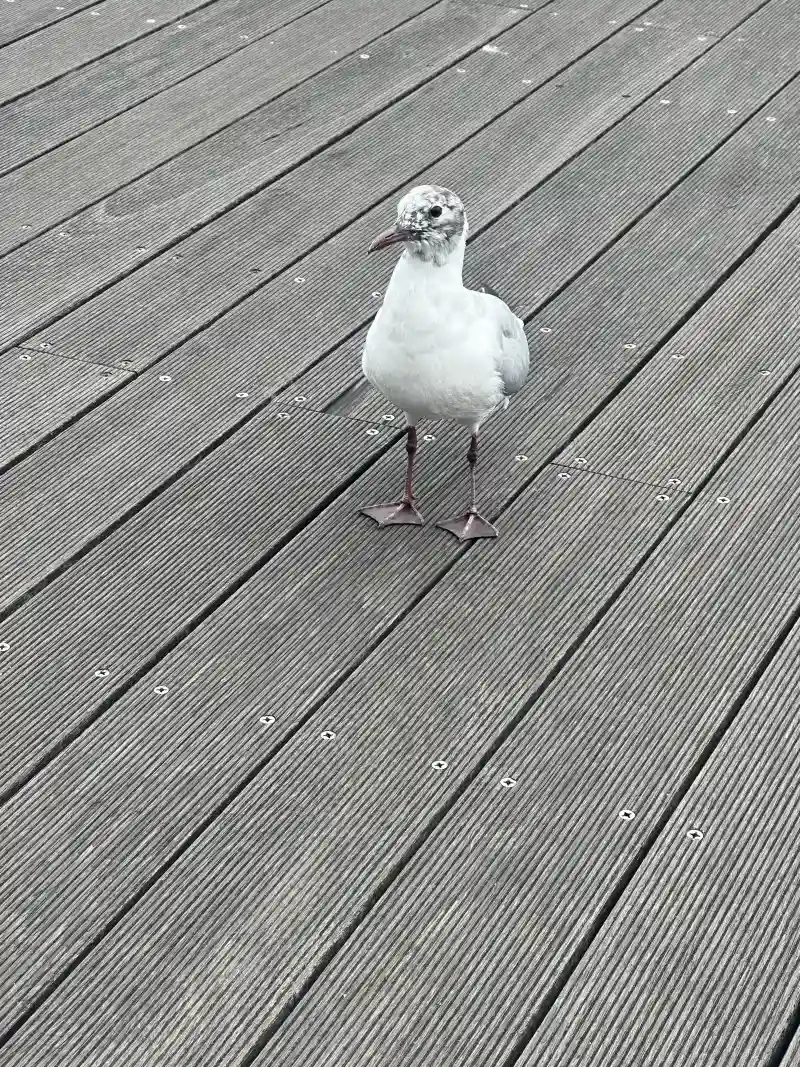 正面を向いたカモメ