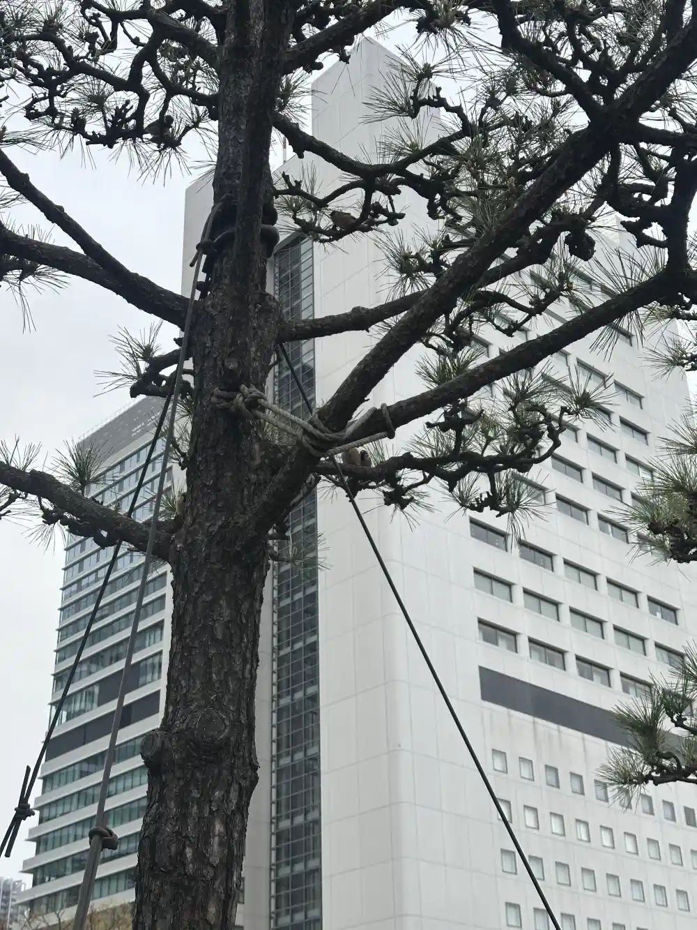 松の木越しのビル群