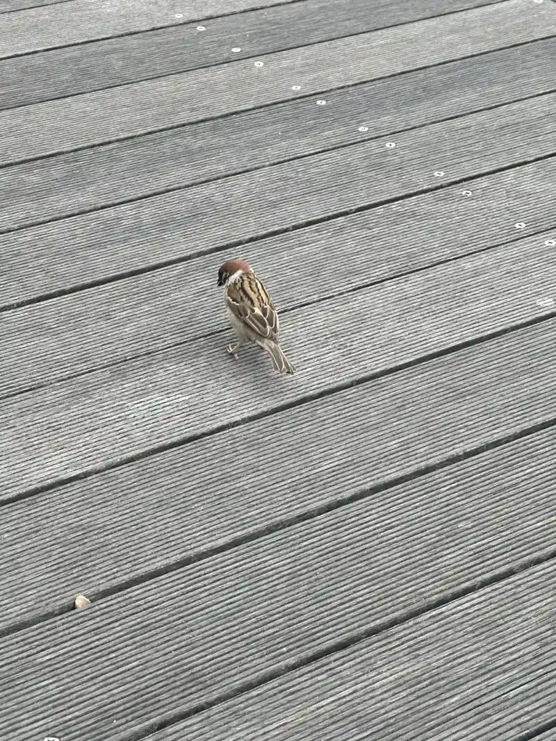 デッキの上のスズメ