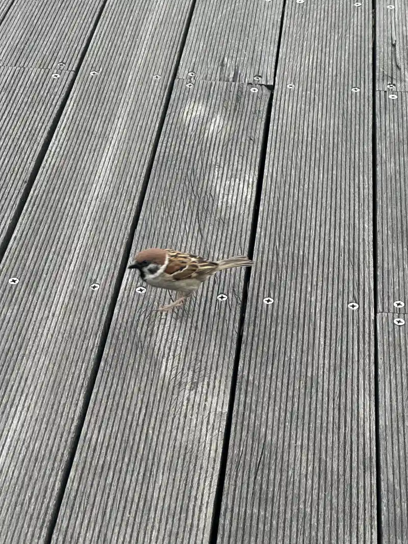 何かをつつくスズメ