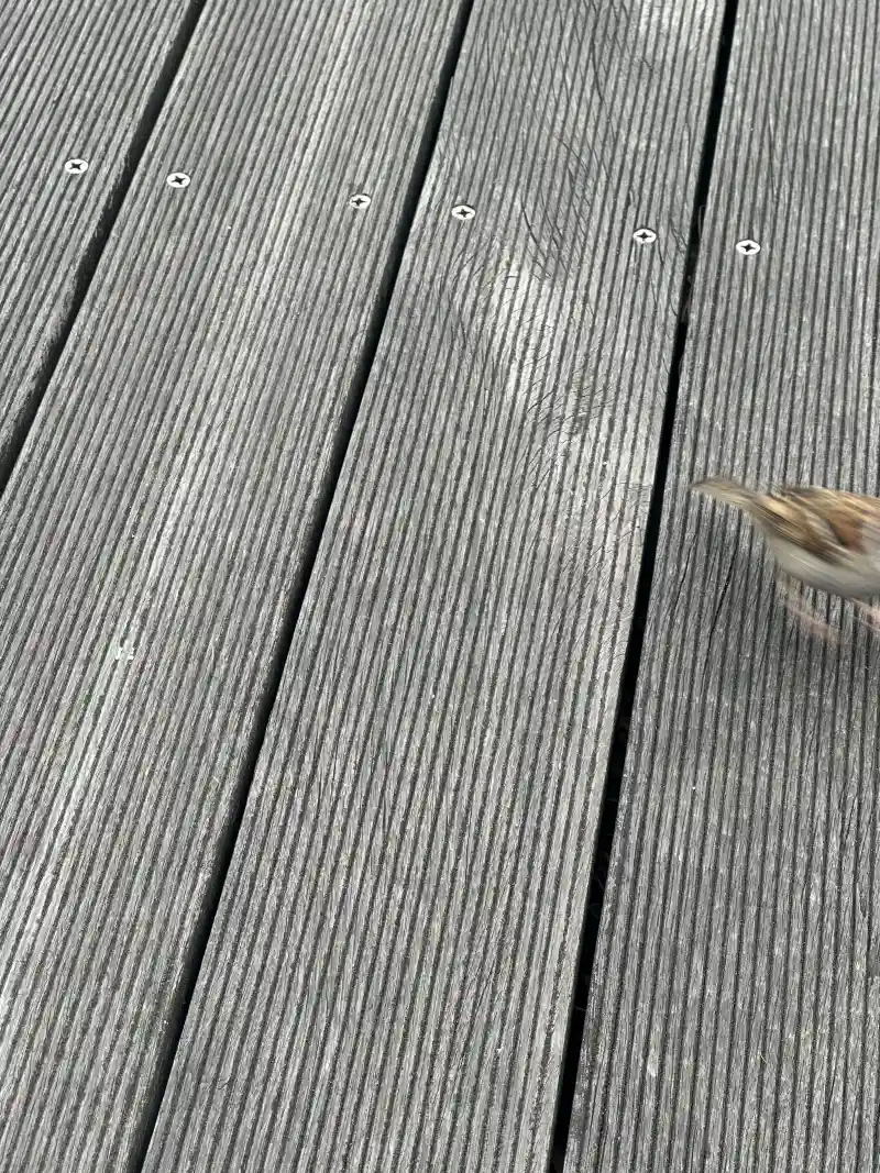 デッキの板の上のスズメ
