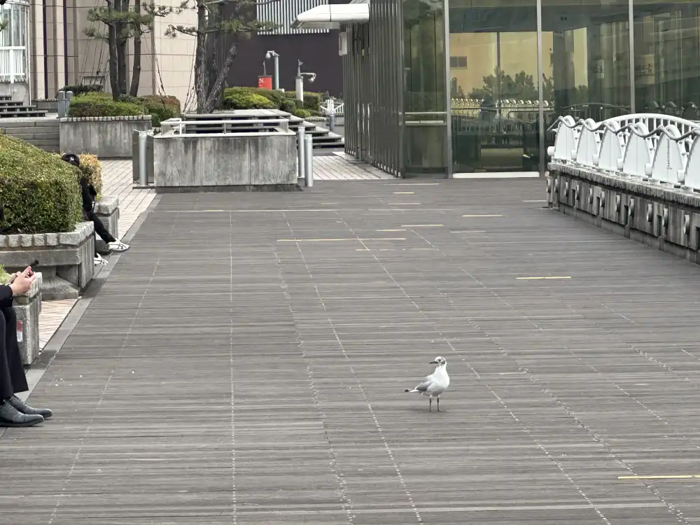 広場を堂々と歩くカモメ