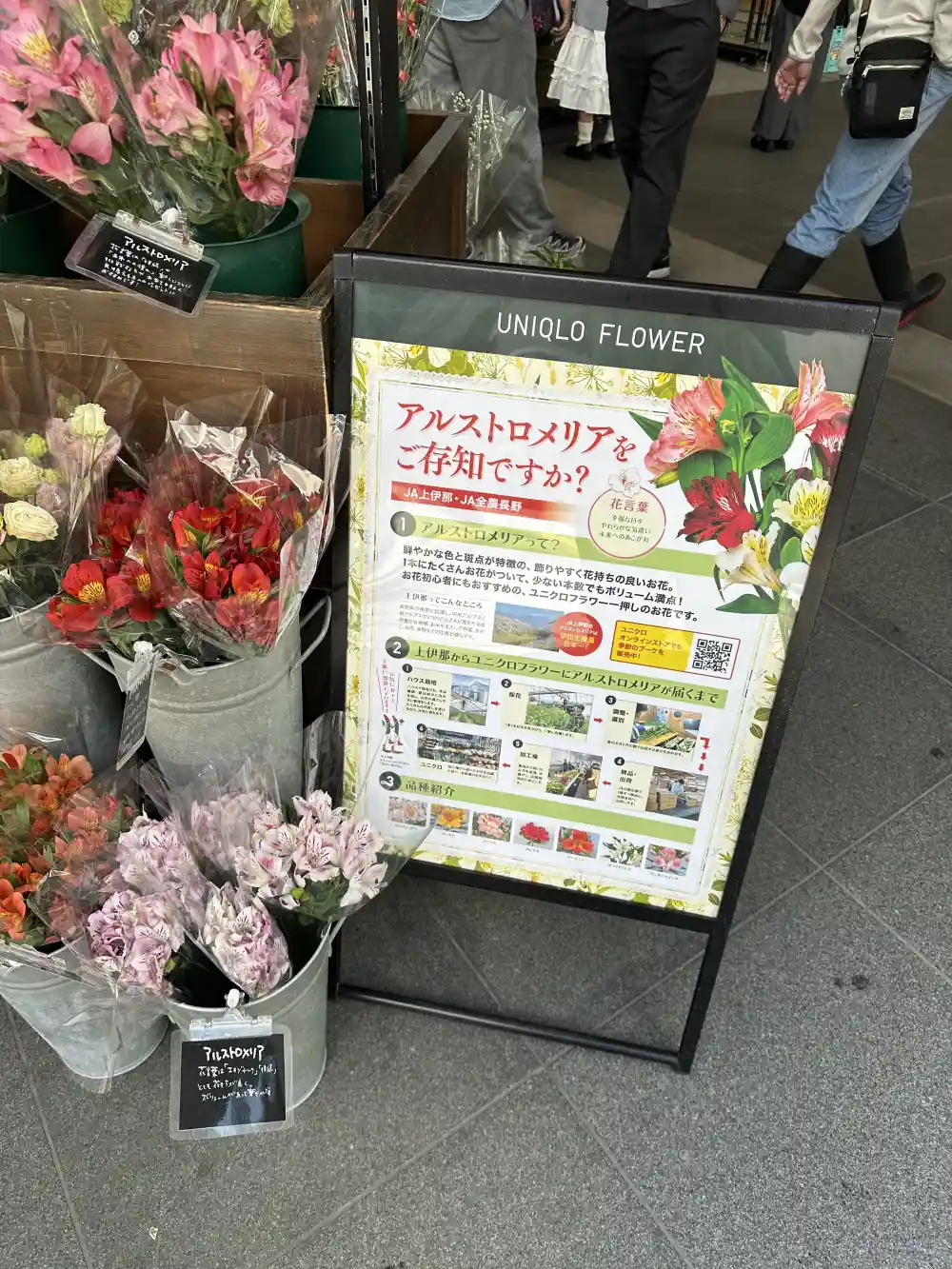 ユニクロフラワーのアルストロメリア