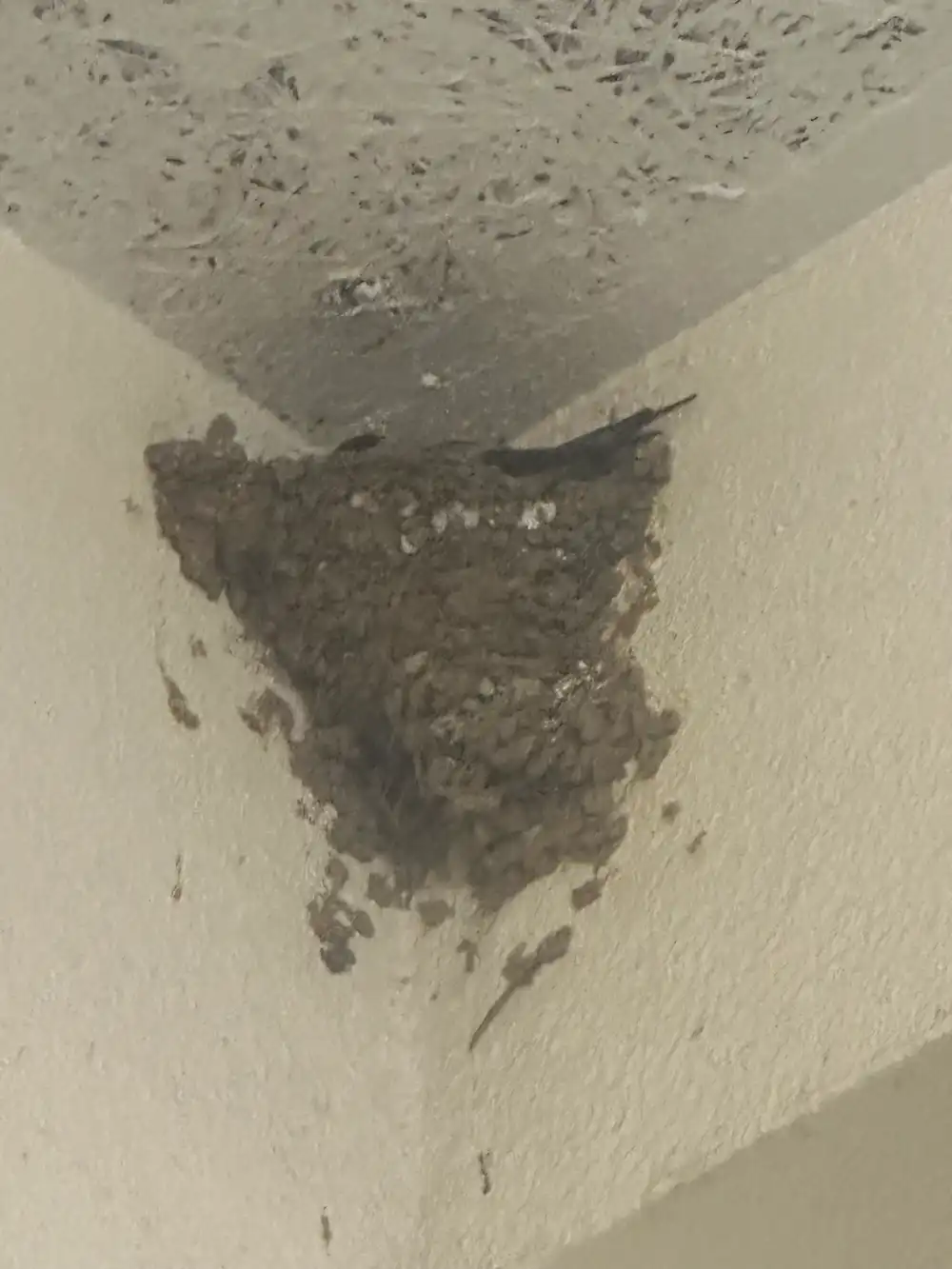 ツバメの巣のアップ