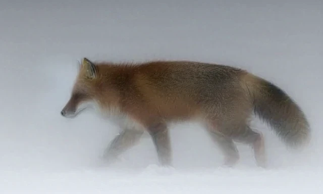Fox walking in snow